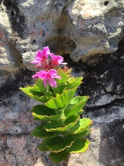 Pelargonium cucullatum cucullatum