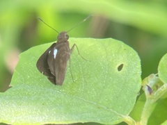 Notocrypta paralysos