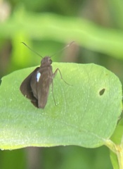 Notocrypta paralysos