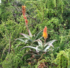 Aloe africana