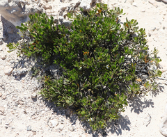Scaevola crassifolia