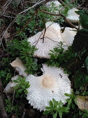 Leucoagaricus nympharum