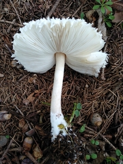 Leucoagaricus nympharum