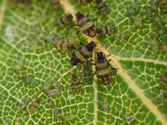 Callipterinella tuberculata