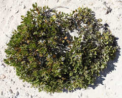 Scaevola crassifolia