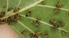 Callipterinella tuberculata