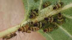 Callipterinella tuberculata