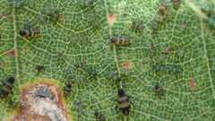 Callipterinella tuberculata