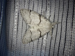 Calliteara pseudabietis