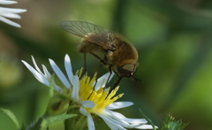 Sparnopolius confusus