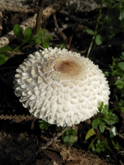 Leucoagaricus nympharum
