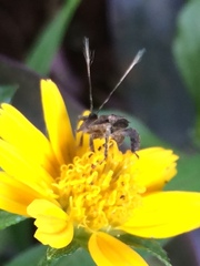 Insecta