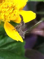 Insecta