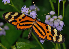 Mechanitis lysimnia utemaia