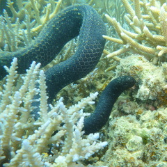 Emydocephalus annulatus