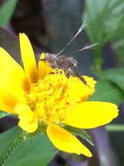 Insecta