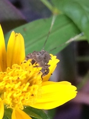 Insecta
