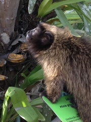 Callicebus personatus