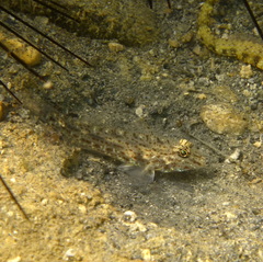 Fusigobius neophytus