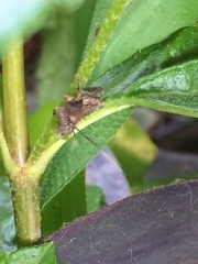 Insecta