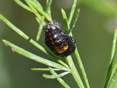 Coccinellidae