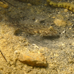 Fusigobius neophytus