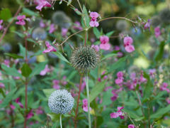 Echinops sphaerocephalus