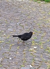 Turdus merula azorensis