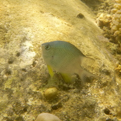 Amblyglyphidodon orbicularis