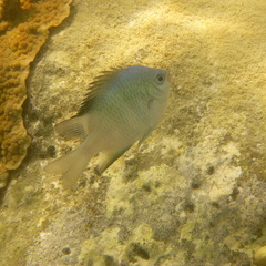 Amblyglyphidodon orbicularis