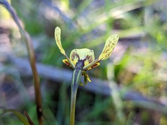 Diuris × palachila