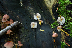 Mycena renati