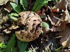 Chlorophyllum brunneum