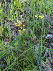 Diuris × palachila