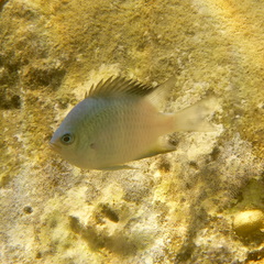 Amblyglyphidodon orbicularis