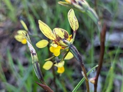 Diuris × palachila