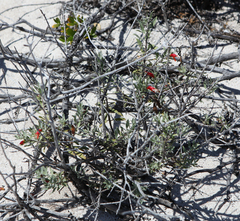 Eremophila glabra