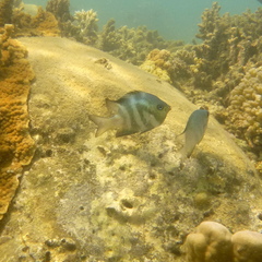 Amblyglyphidodon orbicularis