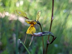Diuris × palachila