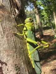 Tropidacris cristata grandis