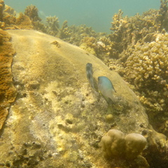 Amblyglyphidodon orbicularis