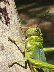 Tropidacris cristata grandis