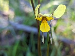 Diuris × palachila