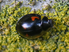 Exochomus quadripustulatus