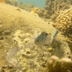 Amblyglyphidodon orbicularis