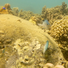 Amblyglyphidodon orbicularis