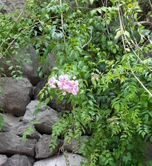 Podranea