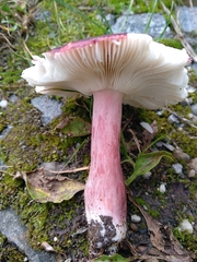 Russula queletii