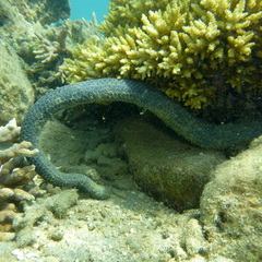 Emydocephalus annulatus