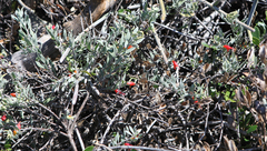 Eremophila glabra